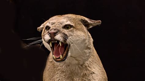 8 Year Old Survives ‘extraordinarily Rare Cougar Attack In Washington