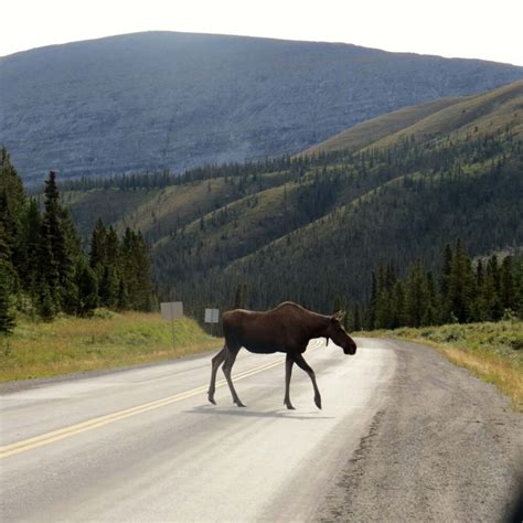 Driving The Alaska Highway In Canada A Guide