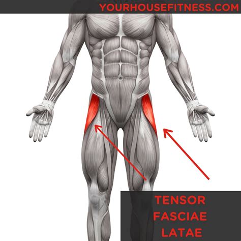 Muscle Breakdown Tensor Fasciae Latae