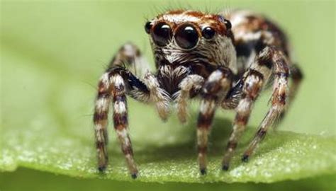 1280 x 720 jpeg 49 кб. Common Encountered Spiders in Louisiana | Animals - mom.me