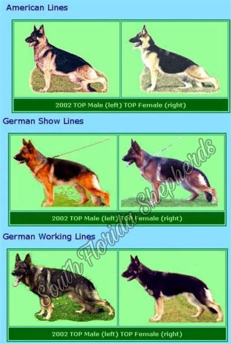 Show Line Vs Working Line German Shepherd Dog