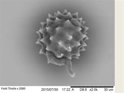 Pollen Photos Using A Scanning Electron Microscope