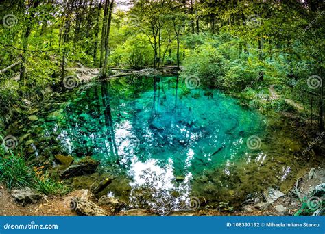 Beautiful Pond In The Woods Forest Lake Ochiul Beiului Famous By It`s
