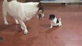 Mother dog keeps dad away from his baby | Mother dog protects baby from ...
