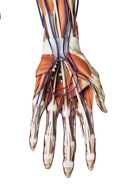 Human Hand Muscles Photograph By Sciepro Fine Art America