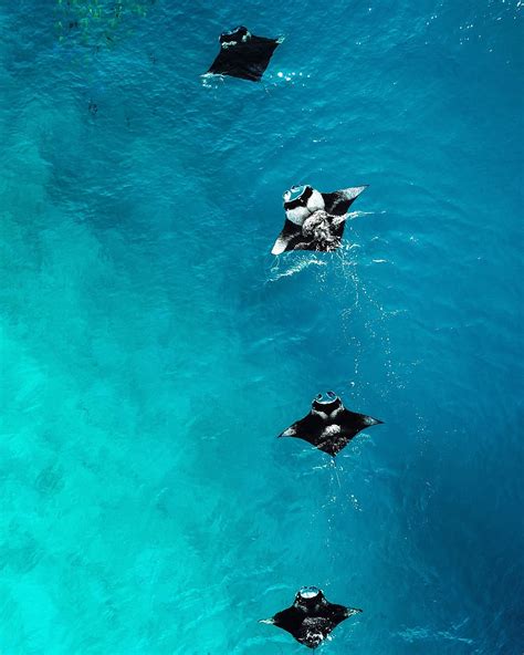 Spotted Eagle Ray Wallpaper