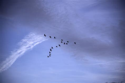 Geese Flying In V Formation At Ferry Bluff Wisconsin Image Free