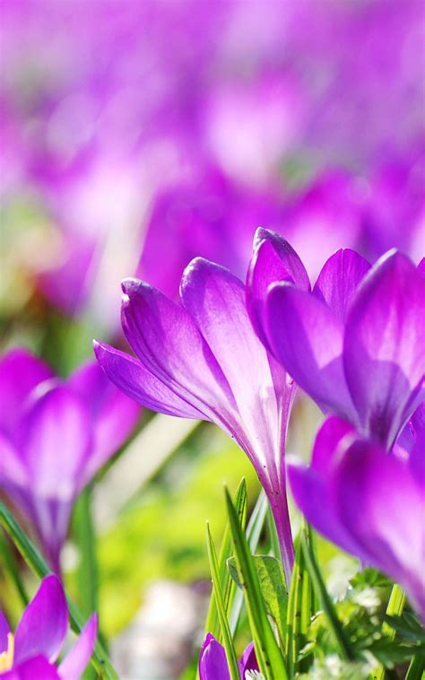 Beautiful Purple Crocus Flowers Download Free Hd Mobile Wallpapers