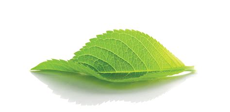 Fall into SAVINGS Online Kratom Sale - Online Kratom