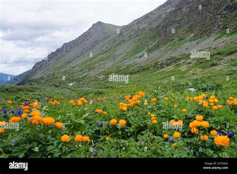 Blue And Yellow Flowers On Alpine Meadow Stock Photo Alamy