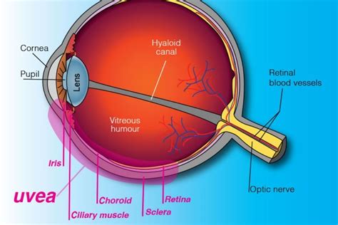 Uvea Part Of The Eye Anatomy Of The Human Eye The Eye News