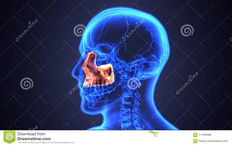 Sinusitis Of Human Skull With Inflamed At Sinus D Illustration Anatomy Stock Illustration