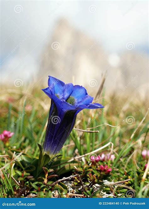 Mountain Flowers In The Alps In The Meadow Stock Photo Image Of