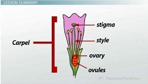 It shows the number of floral organs, their arrangement and fusion. Flowers: Structure and Function of Male & Female ...