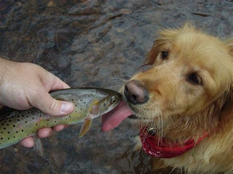 Its All Fun And Games Until The Fish Goes Missing Then The Dog Has