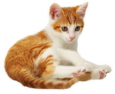 Cat Collection - Domestic Animals Photo (5353362) - Fanpop
