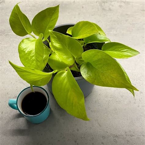 Which Potted Plants Like Coffee Grounds Are Good For Your Garden