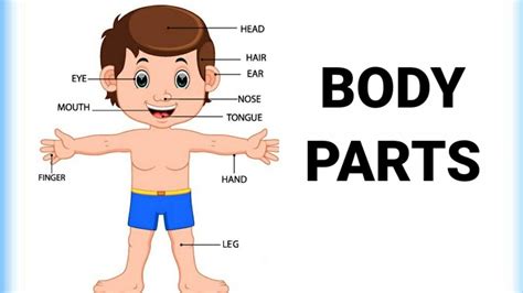 Body Parts Body Parts Name Body Parts Parts Of Our Body Body