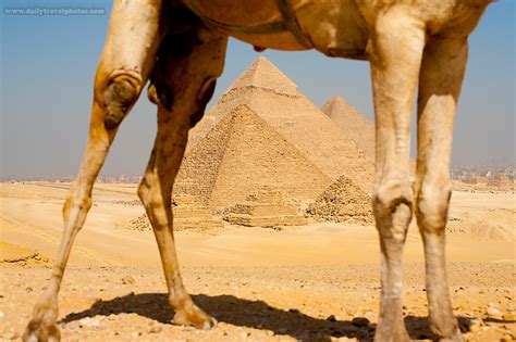 It turned out that in addition to policemen in uniform there were policemen there are more famous ancient sites in egypt or elsewhere in the world , the great pyramids of giza. Camel Caravan - A caravan of tourist camels crosses the ...