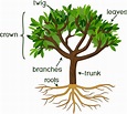 Basic Tree Anatomy: The parts of a tree, and their function - Snohomish ...