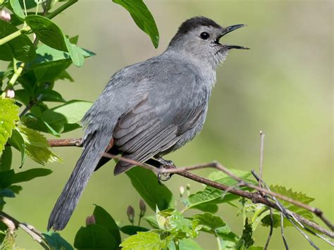 Nestwatch Gray Catbird Nestwatch