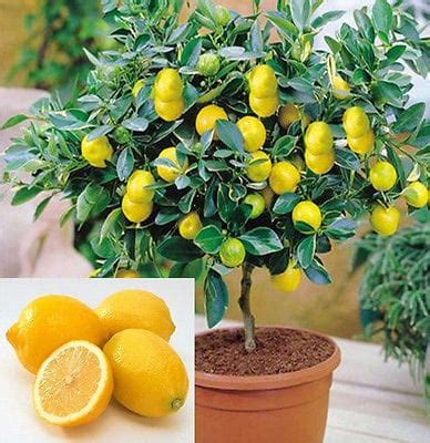 Edible Fruit Meyer Lemon Seeds Exotic Citrus Bonsai Lemon Etsy