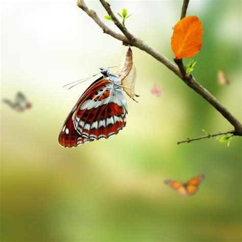 Butterfly Ipad Wallpapers Free Download