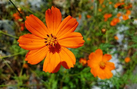 꽃 코스모스 꽃밭 Pixabay의 무료 사진