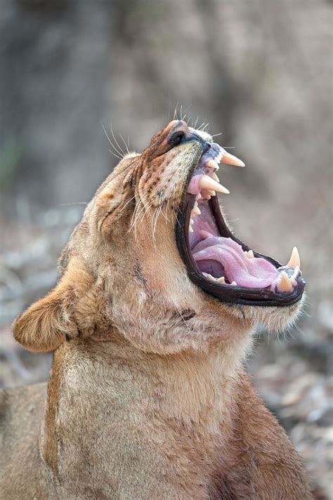 The Lion Yawn By Rudi Hulshof On Lion Images Lion Pictures