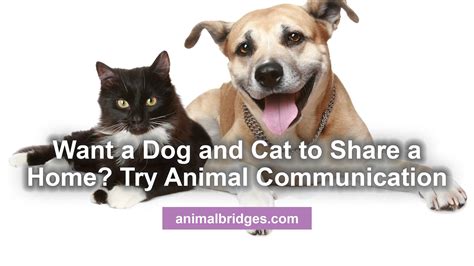 Dog And Cat Prescott Az Animal Communicator Animal And People Bridges
