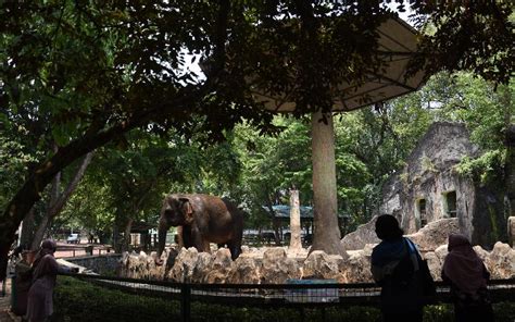 Kebun Binatang Ragunan Buka Lagi Pengunjung Wajib Daftar Online