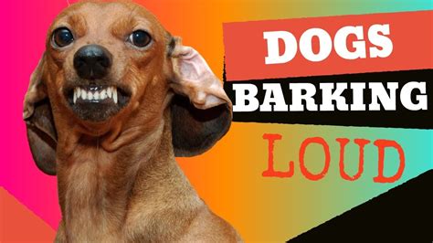 Dogs Barking Sounds To Make Your Dog Bark Youtube