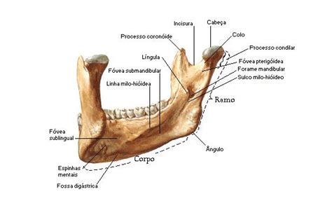 The Bones Of The Upper Limb And Lower Limb Are Labeled In This Diagram