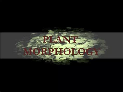 Ppt Plant Morphology Powerpoint Presentation Free Download Id2255144