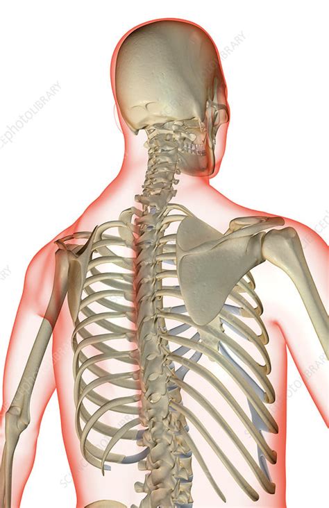Upper body muscle anatomy conclusions. The bones of the upper body - Stock Image - F001/9073 ...