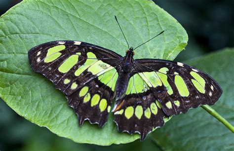 Free Photo Green Butterflies Animal Butterfly Fly Free Download