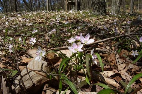 After 250 Years The State Gets A New ‘flora Of Virginia Virginia