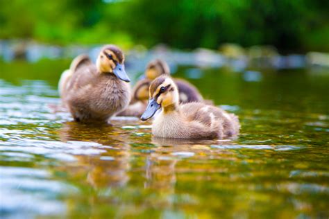 Duckling Free Stock Photo Public Domain Pictures