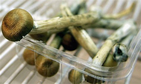 Michigan Police Crack Down On Magic Mushrooms Bust