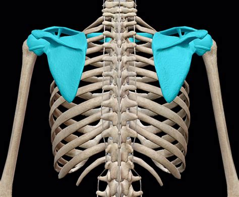 It articulates with the radius and ulna bones of the posterior and superior portions of the proximal ulna make up the olecranon process. 3D Skeletal System: The Shoulder Girdle