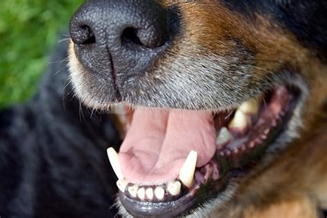 Healthy Gums In Dogs In Dogs That Are Always Allowed To Chew They May