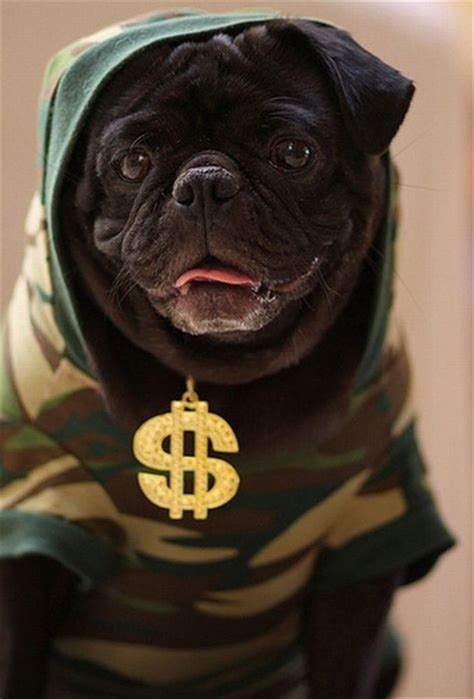 Gangsta Pugs Best Dogs Dog Face
