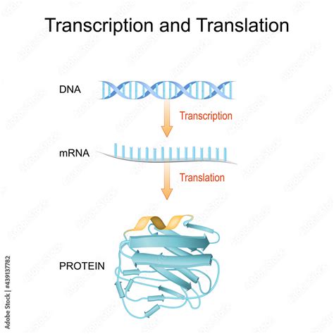 Dna Rna Mrna And Protein Synthesis Difference Between Transcription And Translation Stock