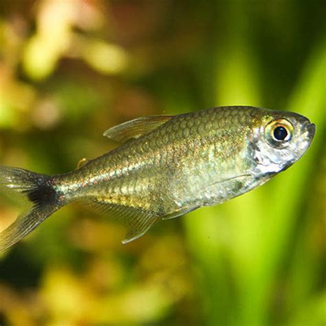 Gold Tetras From Surinam Wattley Discus