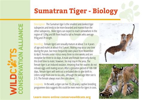 Sumatran Tiger Facts Wildcats Conservation Alliance