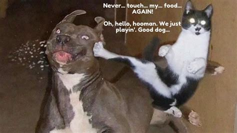 Ninja Cats Funny Cat Memes With Pictures Of Cute Kitties Pretending