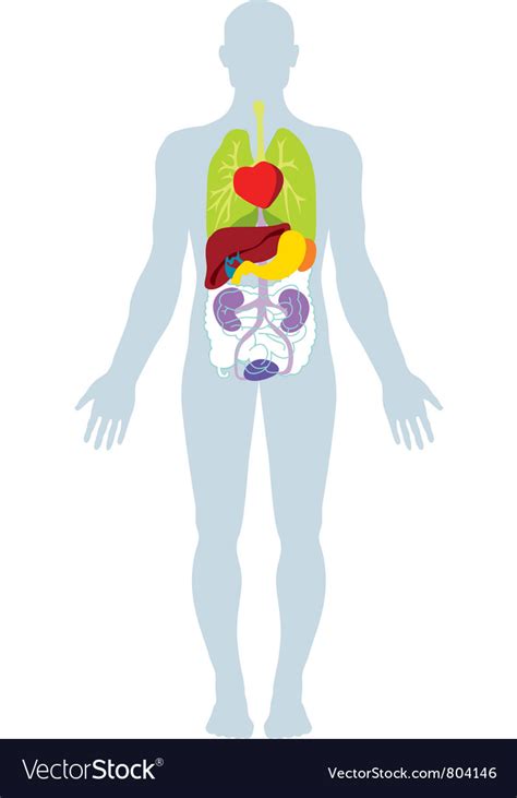 Stock Vector Of Organs Of The Human Body Diagram Illu Vrogue Co