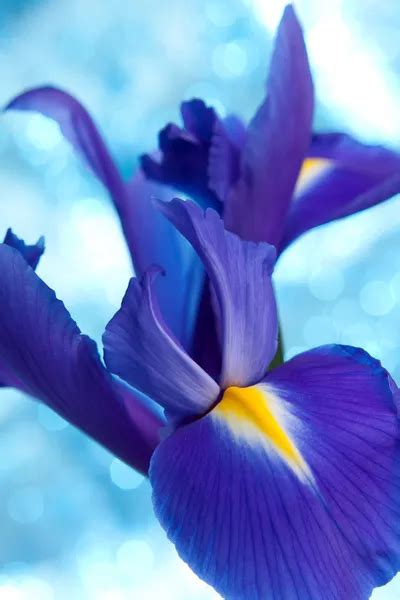 Beautiful Blue Iris Flowers Background Stock Photo By ©natika 13849319