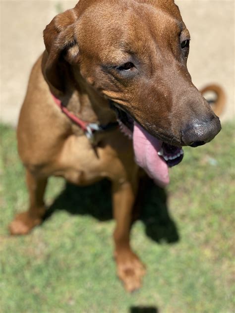 I can email or text pictures, i could not get them to upload. Redbone Coonhound Puppies For Sale | Wichita Falls, TX #330739