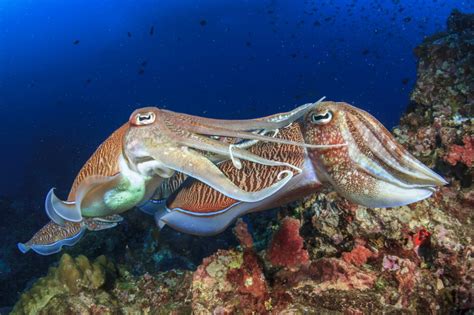 Discover The Incredible Marine Life In South Australia